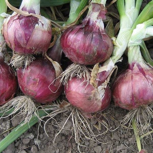 Red Creole Onion Seeds 200+ Spicy Short Day Cajun Vegetable USA