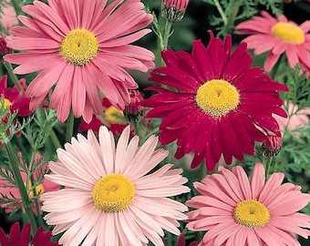 Painted Daisy Seeds 300+ Flower USA Perennial MULTI-COLOR