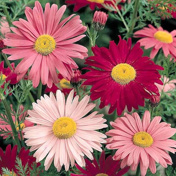 Painted Daisy Seeds 300+ Flower USA Perennial MULTI-COLOR - Etsy