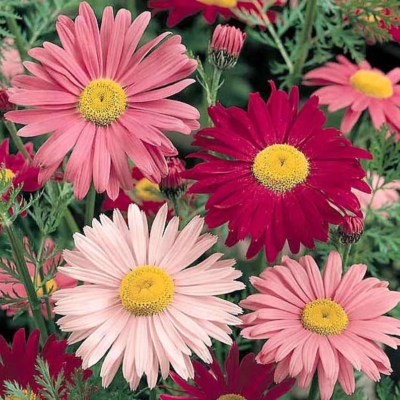 MidwestSeeds Painted Daisy Seeds