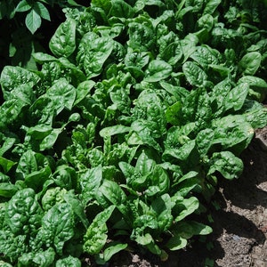 May include: A close-up view of a lush patch of green spinach growing in a garden. The leaves are large and vibrant, with a slightly crinkled texture.