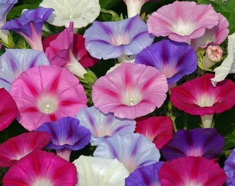 Morning Glory Mixed Ipomoea Seeds 30+ Flower Climbing Vines Garden