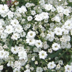Baby's Breath Gypsophila Seeds 1000+ Flower ANNUAL WHITE FLOWERS