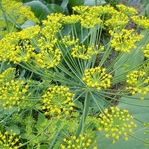 Dill Bouquet Herb Seeds 1000+ Spice Culinary Annual NON-GMO USA