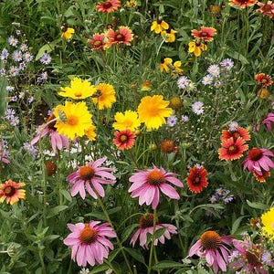 May include: A vibrant wildflower meadow with a variety of colorful blooms, including yellow coneflowers, pink coneflowers, red coneflowers, and purple wildflowers.