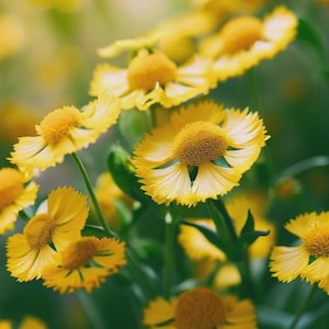 May include: Close-up of vibrant yellow flowers with textured, golden-brown centers and delicate, fringed petals. The flowers are set against a soft, blurred green background, creating a natural and cheerful aesthetic. The image captures the beauty of nature.
