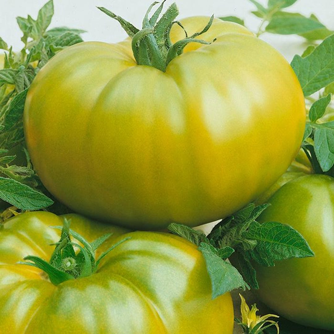 Orange Oxheart Tomato Seeds - 50 Heirloom Non-GMO Seeds, Indeterminate, USA Grown