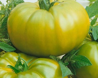 May include: Close-up of several green tomatoes with a slightly yellow hue. The tomatoes are surrounded by green leaves and stems. The tomatoes have a slightly ribbed texture.