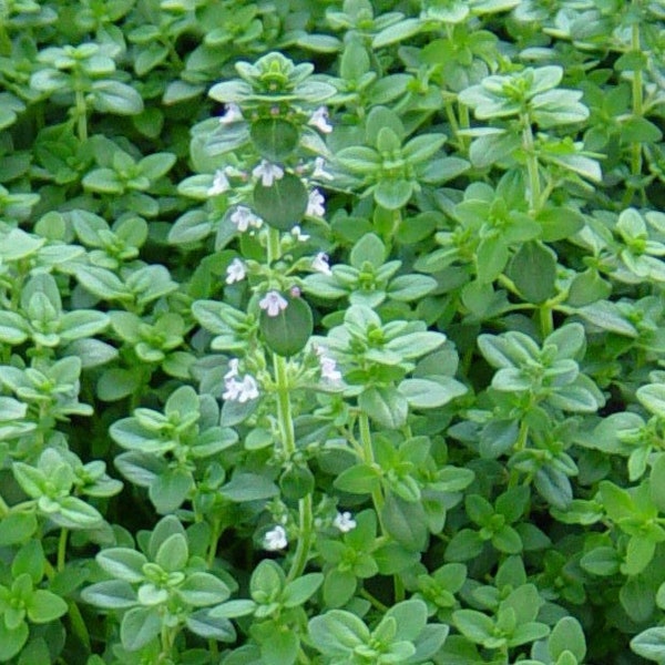 German Winter Common Thyme Seeds 1000+ Herb GROUNDCOVER PERENNIAL