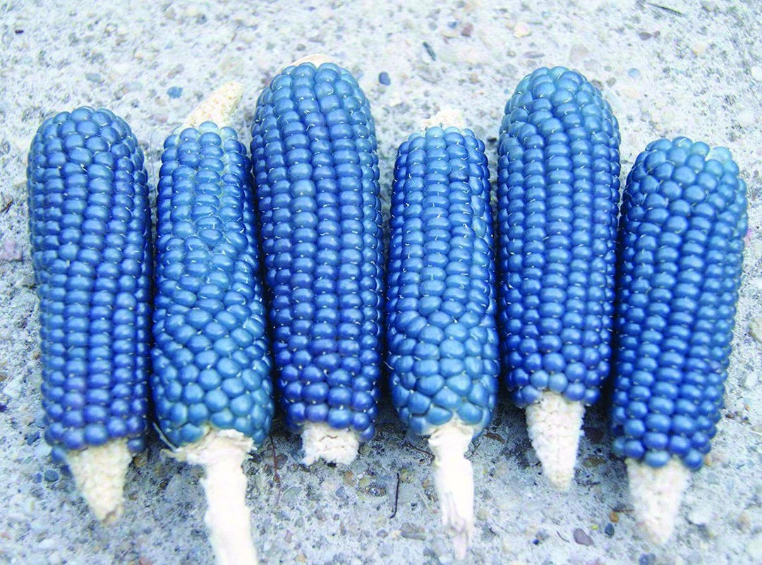 VaVa「Blue Popcorn」CREATIVE DRUG STORE VaVa「Blue Popcorn」CREATIVE DRUG STORE Brownsville - Extra