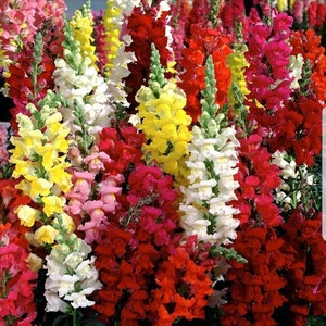 Snapdragon Tall Mix Seeds 2500+ Tall Flower MIXED COLORS