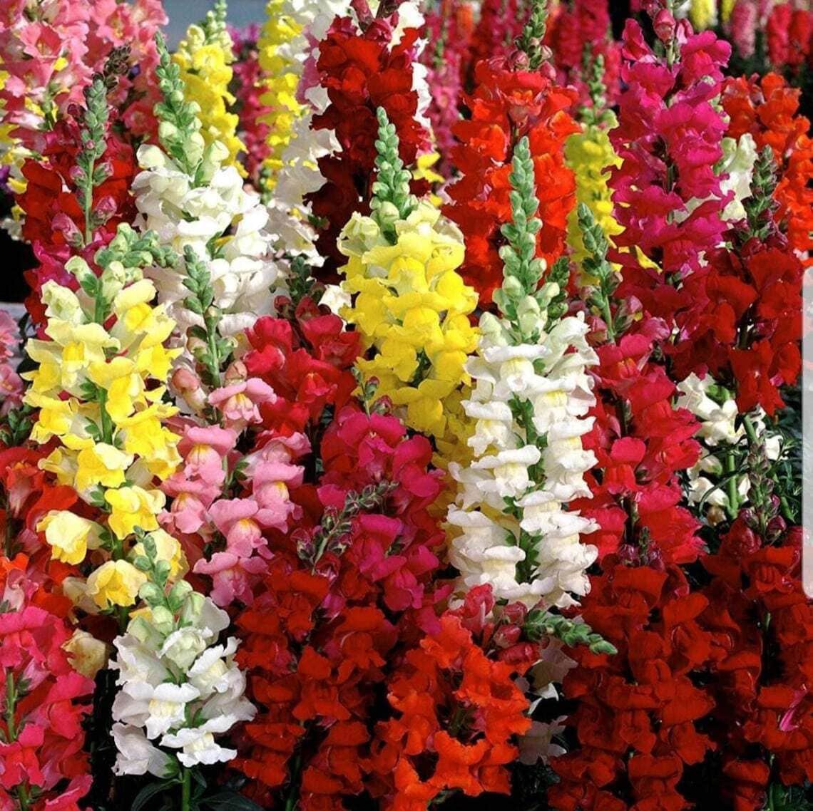 Snapdragon Tall Mix Seeds 2500+ Tall Flower MIXED COLORS