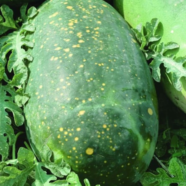 Moon and Stars Red Watermelon Seeds 15 Ct Fruit 15-25 lbs NON-GMO