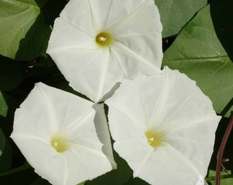 Moonflower Seeds 25 Ct White Morning Glory Flower Vine Night Blooming