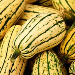 Delicata Squash Seeds 20 Ct Winter Vegetable Garden Sweet Potato Squash