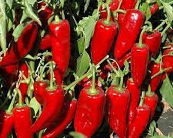 Red Marconi Sweet Pepper Seeds 50+ Vegetable Garden NON-GMO USA