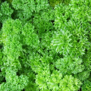 May include: A close-up of a patch of vibrant green parsley, showing the intricate details of the leaves.