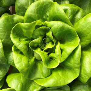 Bibb Lettuce Seeds 600+ Butterhead Vegetable NON-GMO USA