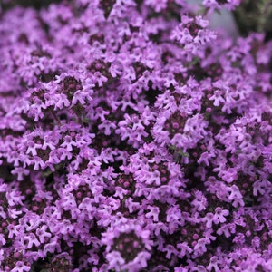 May include: A close-up image of a patch of purple flowers. The flowers are small and densely packed together, creating a field of purple.