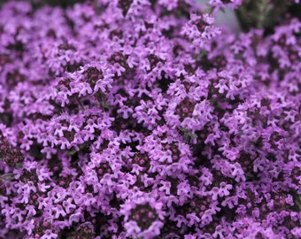 Purple Creeping Thyme Seeds 500+ HERB GROUNDCOVER USA Perennial