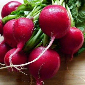 Cherry Belle Radish Seeds 200 Ct Vegetable Garden Heirloom NON-GMO USA