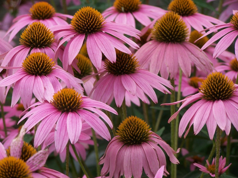 Purple Coneflower Echinacea Seeds 200 Flower Heirloom PERENNIAL