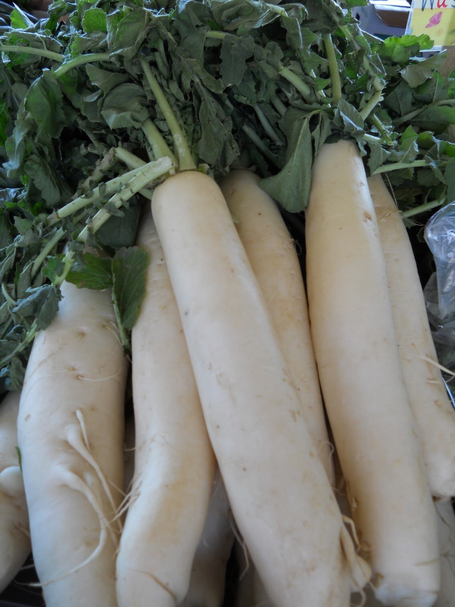 Daikon Radish Seeds 100 Ct Japanese Minowase Vegetable Garden Etsy