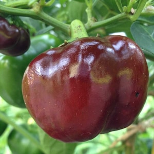 Chocolate Beauty Bell Pepper Seeds 30+ Vegetable NON-GMO HEIRLOOM