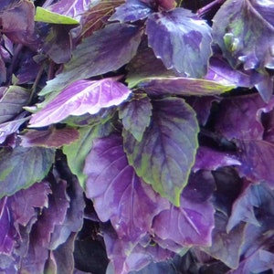 Dark Opal Purple Basil Seeds 200+ Herb Culinary Cooking USA NON-GMO