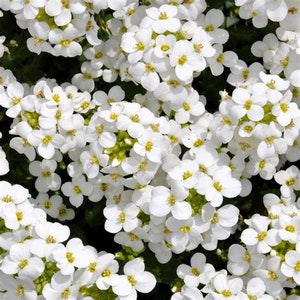 May include: A close-up image of a cluster of small, white flowers. The flowers are densely packed together, creating a field of white.