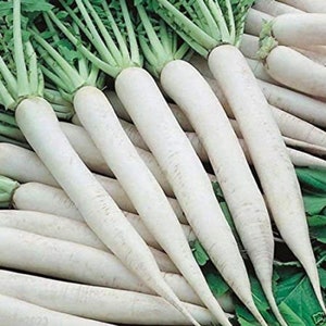 White Icicle Radish Seeds 200 Ct White Ice Vegetable Garden Heirloom NON-GMO