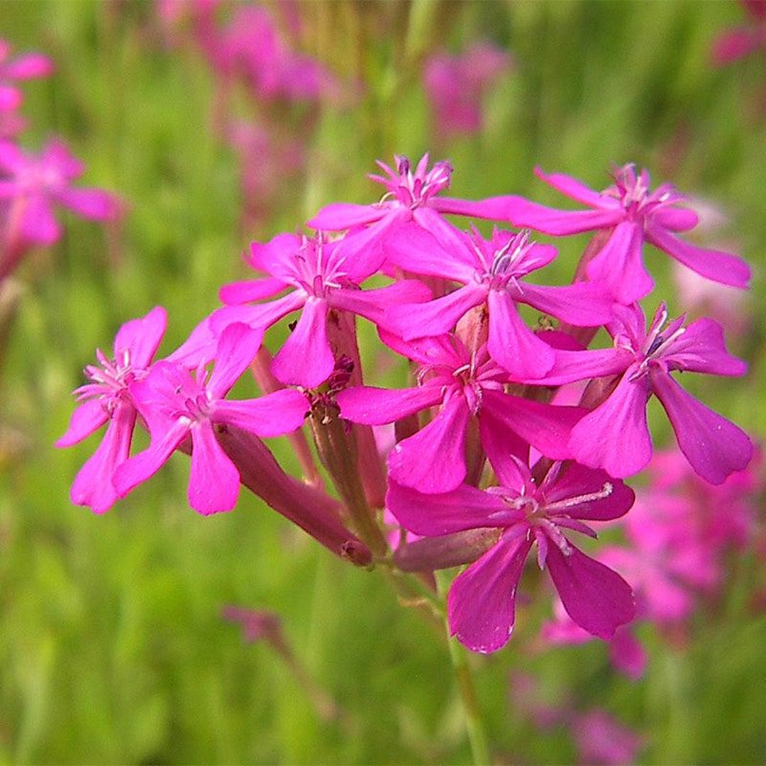 Roundleaf Catchfly None so Pretty Catchfly Seeds 1000+ Annual FLOWER Silene Armeria USA - Etsy