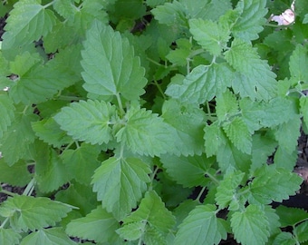 Catnip Seeds 1500+ Herb Perrenial Garden NON-GMO USA