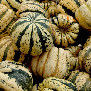 May include: A close-up of a group of decorative gourds with a variety of patterns and colors, including green, yellow, and brown. The gourds are arranged in a pile, with some overlapping.