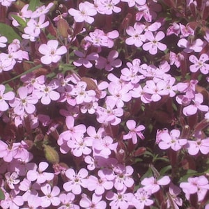 May include: A close-up image of a cluster of pink flowers. The flowers are in full bloom and have a delicate, soft appearance.