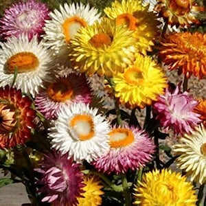 Strawflower Tall Double Mix Seeds 200+ Cut Flower Mixed Colors USA