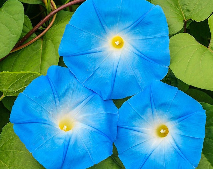 Morning Glory Heavenly Blue Seeds 30 Flower UNTREATED ANNUAL Etsy Canada
