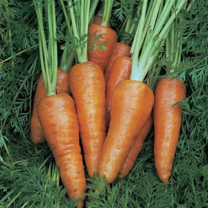 Chantenay Red Cored Carrot Seeds 1000+ Vegetable NON-GMO USA