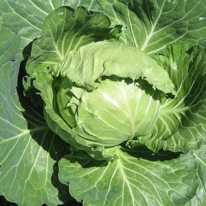 May include: A close-up image of a fresh, green cabbage head surrounded by large, textured leaves. The cabbage is tightly packed, with a light green hue in the center and darker green outer leaves. The image highlights the natural textures and colors of the vegetable.