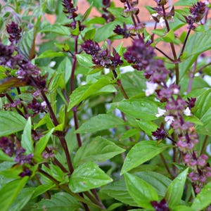 May include: Close-up of Thai basil plant with vibrant green leaves and deep purple flower clusters. The stems are a rich burgundy color, and small white flowers are interspersed among the purple blooms. The plant is in full bloom.