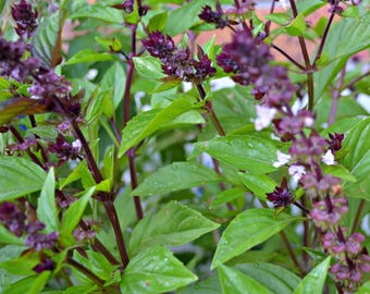 May include: Close-up of Thai basil plant with vibrant green leaves and deep purple flower clusters. The stems are a rich burgundy color, and small white flowers are interspersed among the purple blooms. The plant is in full bloom.