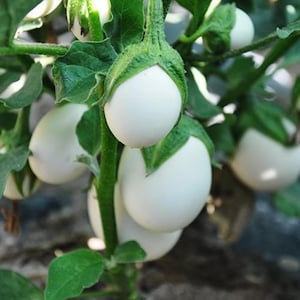 May include: Close-up of white eggplants growing on a vine with green leaves. The eggplants are oval-shaped and have a smooth, white skin. The leaves are a vibrant green color. The image is well-lit and shows the eggplants in detail.