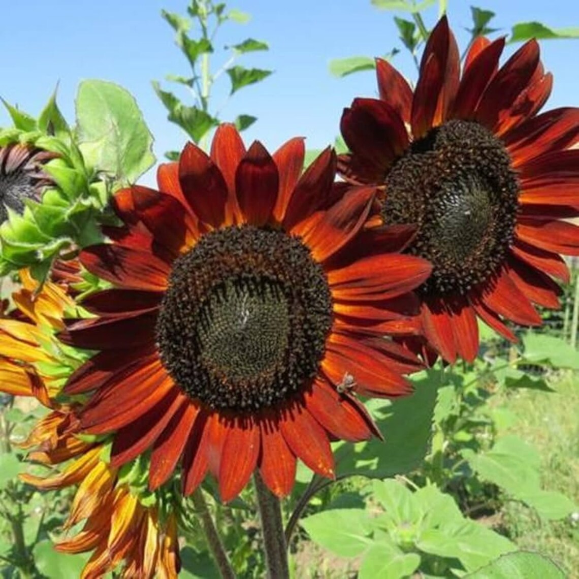 thumbnail interactive-video image 1 of 50+ Earthwalker Sunflower Seeds - Heirloom, Colorful, Rare - Fresh USA Grown 1 of 6