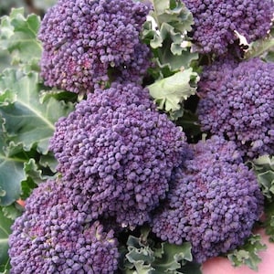 Broccoli Early Purple Sprouting Seeds 500+ Vegetable Garden Heirloom NON-GMO