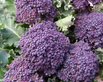 Broccoli Early Purple Sprouting Seeds 500+ Vegetable Garden Heirloom NON-GMO