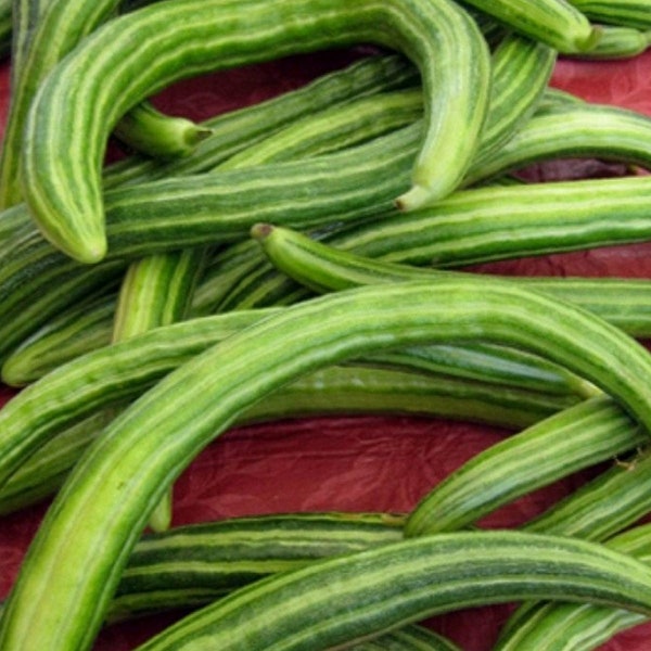 Dark Armenian Cucumber Seeds 50+ Long Snake Serpent Vegetable USA