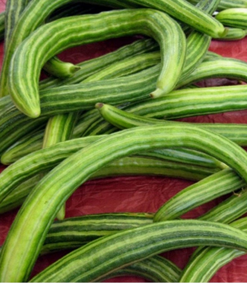 Dark Armenian Cucumber Seeds 50 Long Snake Serpent Vegetable USA image 1