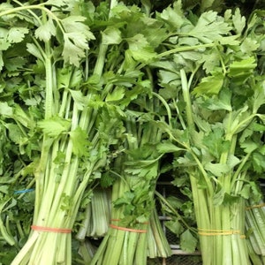 May include: A bunch of fresh green celery stalks tied together with rubber bands. The celery is ready to be used in cooking or eaten raw.