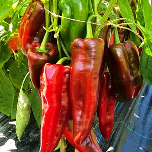 May include: A close-up of a bunch of red and green bell peppers hanging from a vine. The peppers are ripe and ready to be harvested.