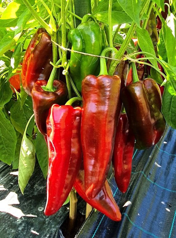 Corno DI Toro Rosso Pepper Seeds 30+ "BULLS HORN" Italian Sweet Red